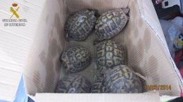 Las siete tortugas mediterráneas recuperadas