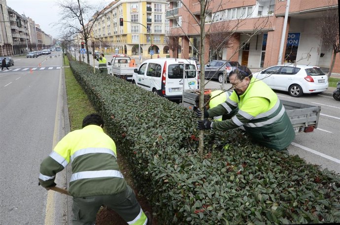 Trabajos de reposición de arbolado en Santander 