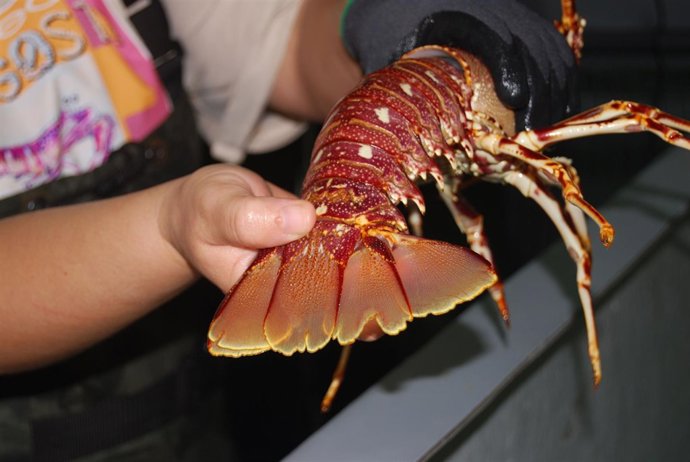 Langosta roja, marcada.
