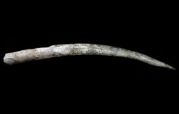 Pieza Del Museo De Altamira 