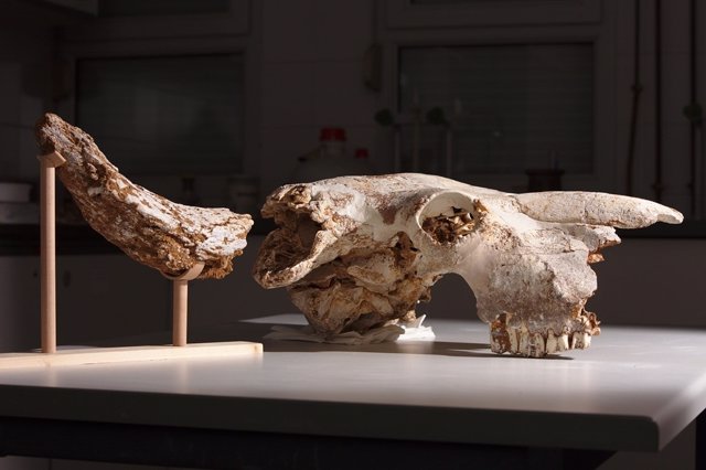 Cráneo de Bisonte de la Edad de Hielo hallado en Asturias