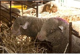 La Diputación De Cáceres Subasta Ganado Merino Precoz