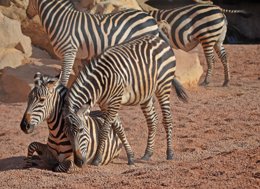  Potro De Cebra Junto A Su Madre - Macho Trasladado A Zoom Tor