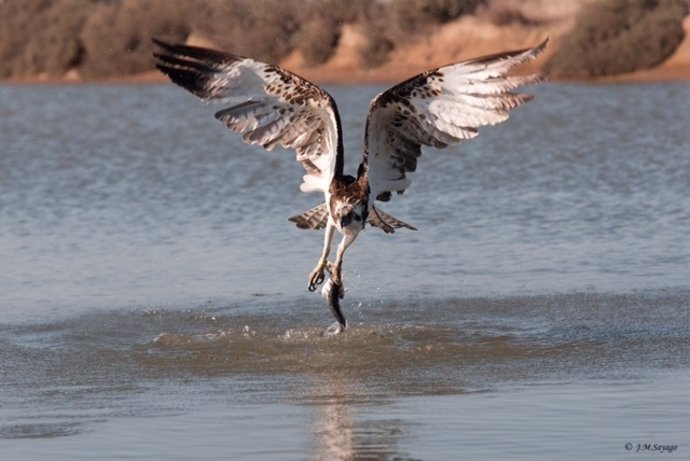 Imagen de un águila pescadora. 