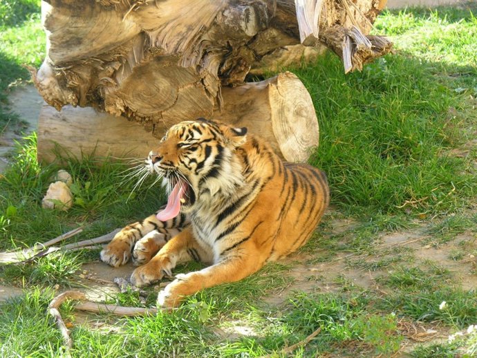 Uno de los tigres del parque zoológico de Benidorm