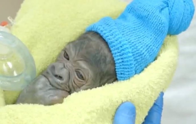 Bebé gorila nace en el zoológico de San Diego