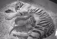 Los primeros pasos de tres cachorros de tigre de Sumatra