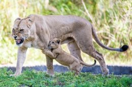 Cachorro de león en el zoo de Miami