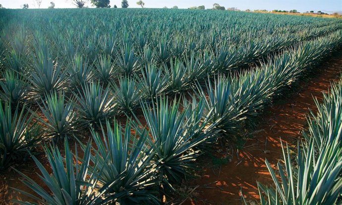 planta tequila