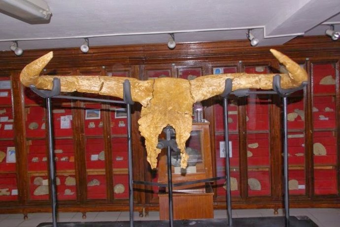 Cráneo de uro hallado en Túnez, antepasado de los toros actuales