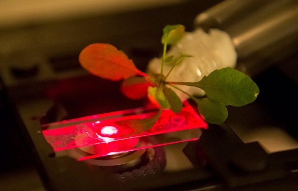 Primeros pasos para las plantas nanobiónicas