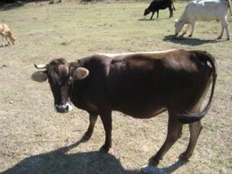 Vaca de l'Albera