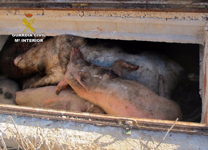 Imagen de los cerdos hallados muertos