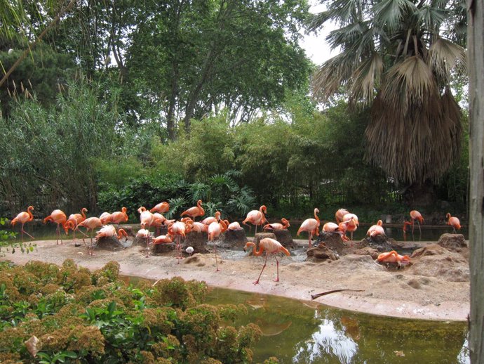 Flamencos En El Zoo De Barcelona