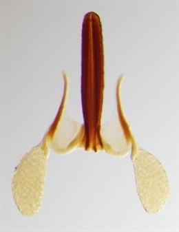 Oxypetalum solanoides, algodoncillo