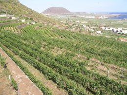 Paisaje viñedos en Canarias