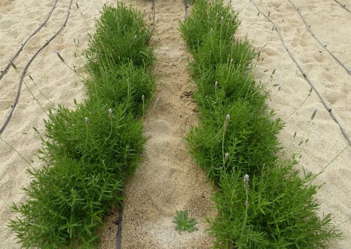 Romero cultivado en invernadero