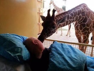 Una jirafa se despide de un trabajador del zoo enfermo
