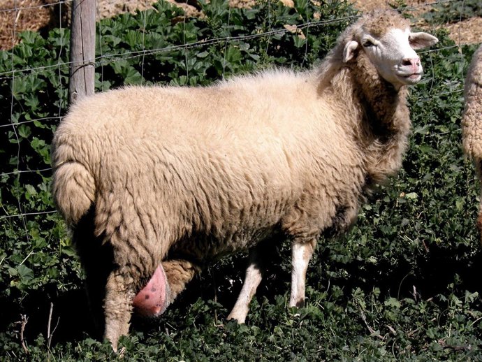 Oveja de la raza Merina Grazalemeña