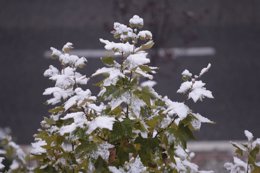 Nieve, helada, frío, invierno, nevada