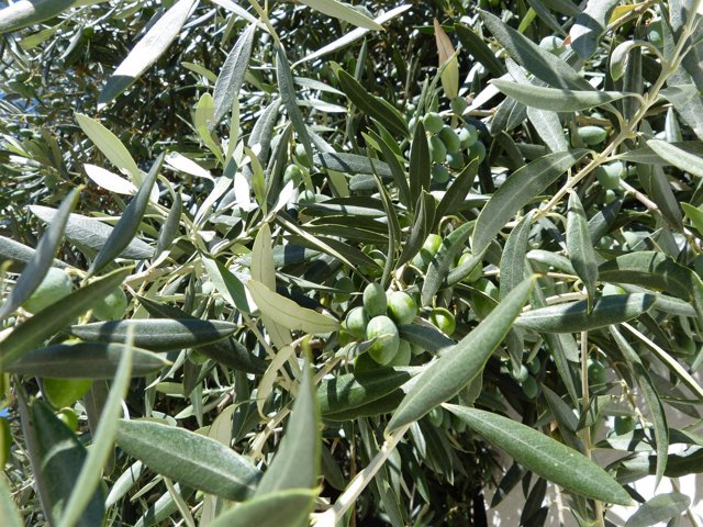 Olivo, olivas, olivar, fruto para elaborar aceite