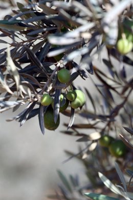 Olivos en olivares de Andalucía