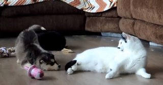 Gato con dos cachorros de perro