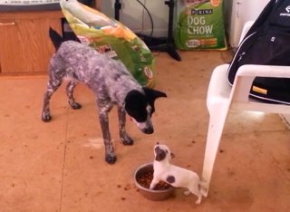 Dos perros se pelean por la comida