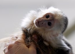 Tres monos fueron sedados y robados en un zoológico de Argentina