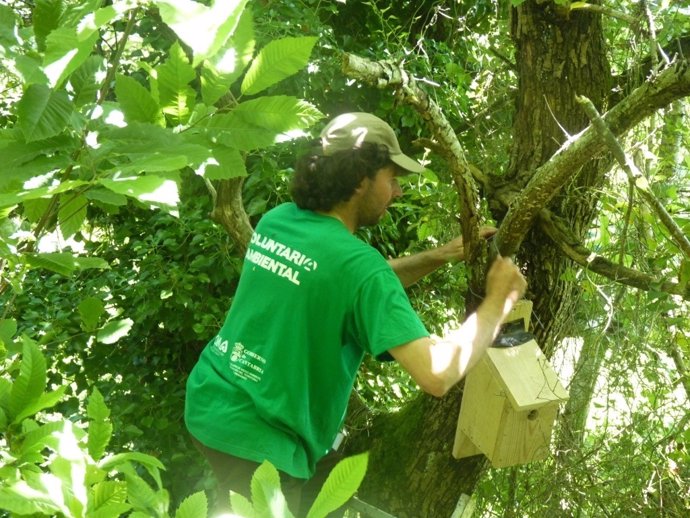 Voluntario ambiental coloca cajas nido en un árbol. 