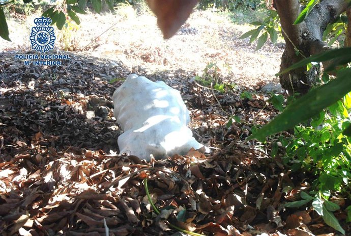 Campo aguacates intervenidos