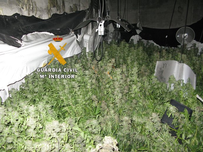 Laboratorio de marihuana en Alhaurín el Grande.