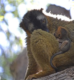 Cría de lémur frentirrojo en Bioparc