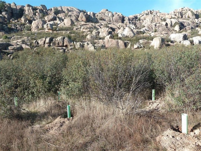 Arboles acuerdo Reforesta y Fiat