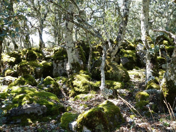 Musgo, monte, bosque