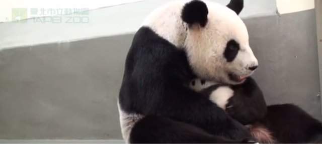 Osa panda abraza a su cría
