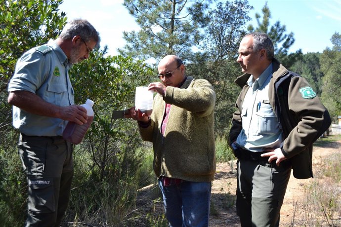 Trampas para frenar la avispa asiática