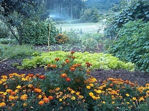 La huerta de Casa Jesusa (Logrezana