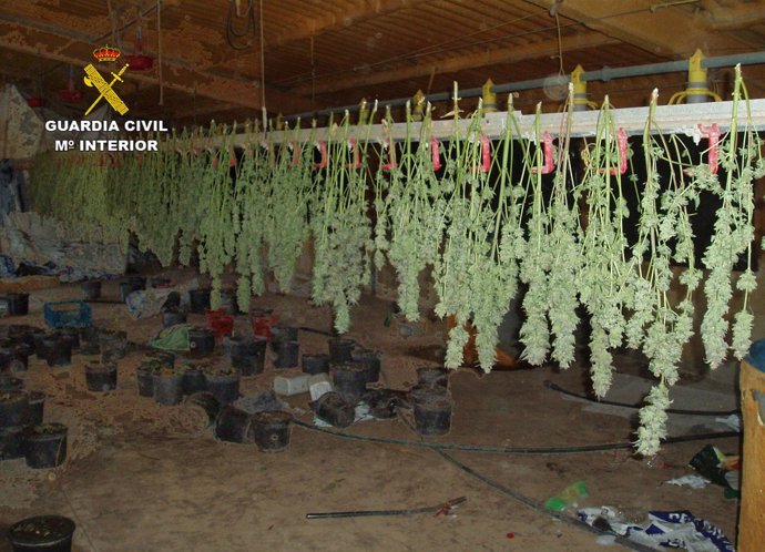 Guardia Civil y Policía Local de Fuente Álamo desmantelan la plantación 