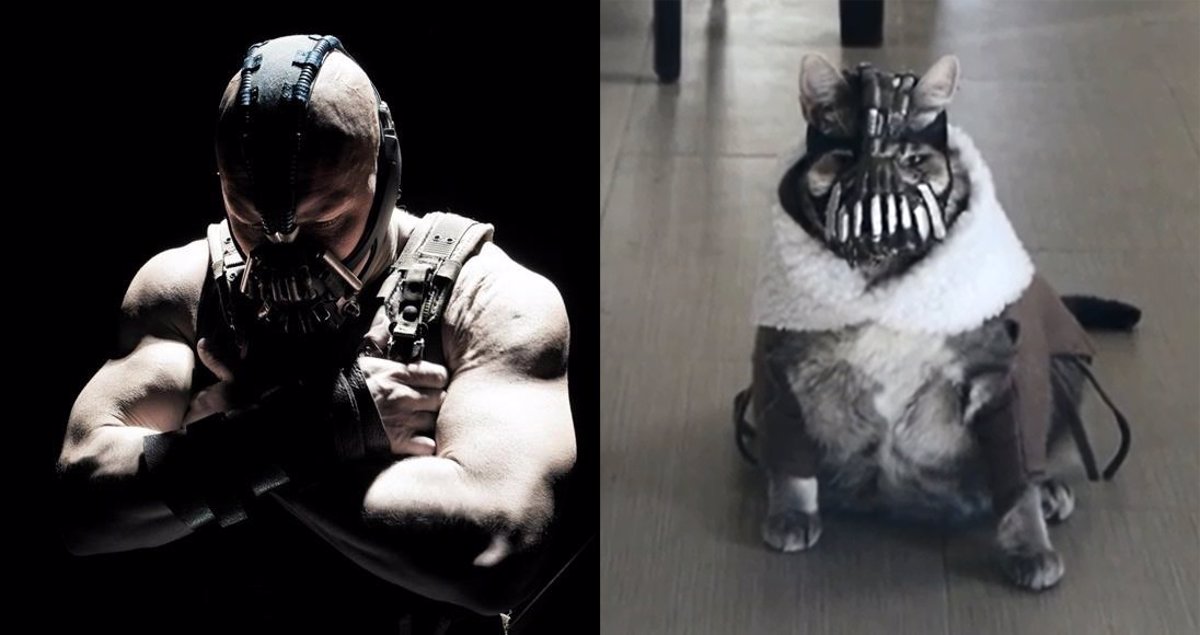 Quieres ver a Bane, el villano de Batman, en formato gato?