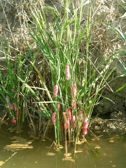 Peligro ante el caracol manzana
