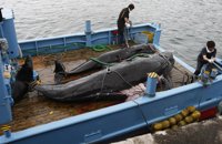 La Corte Internacional frena la caza de ballenas por parte de Japón