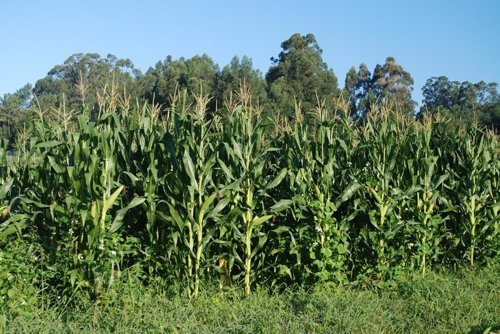 Estudio del CSIC sobre el maíz como fuente de energía renovable.