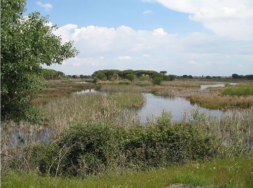 Doñana