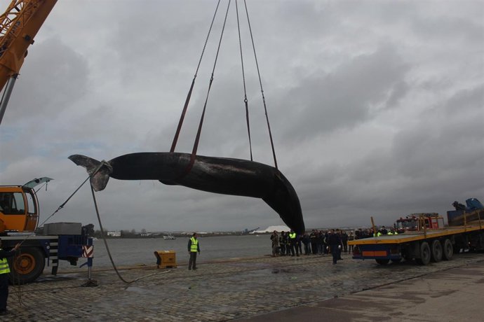 Ballena rescatada de la Ría de Huelva