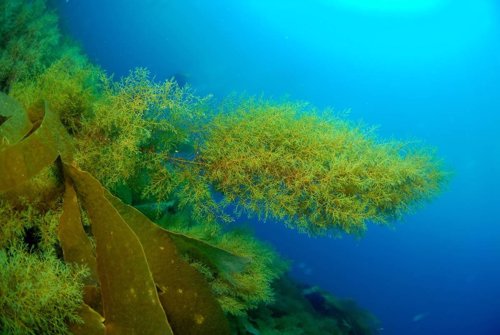 Bosques Submarinos