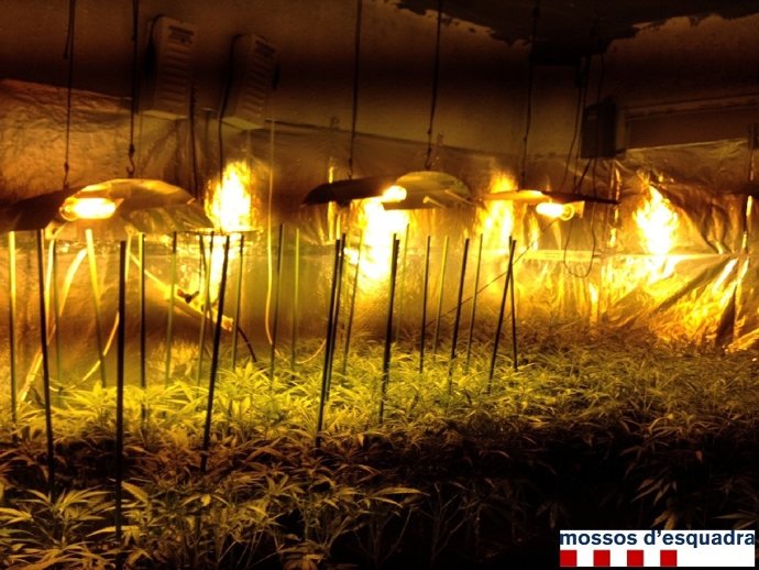 Plantación de marihuana en un piso de Girona