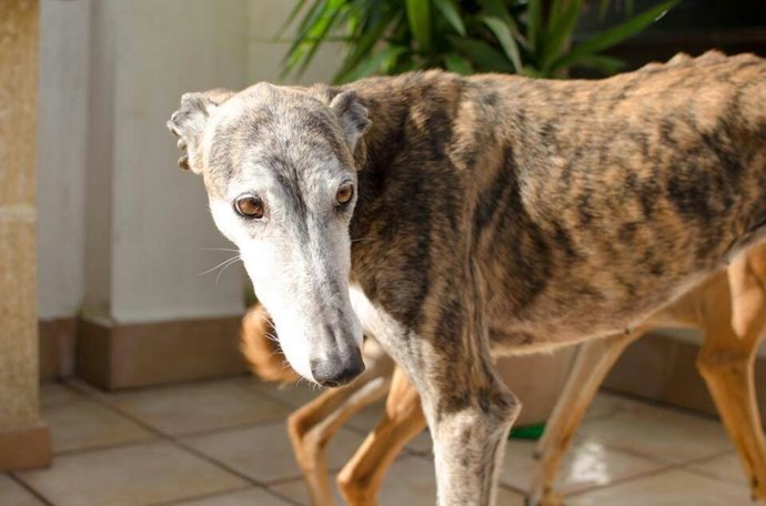 Nace la asociación Batec de Galgo para la defensa de estos animales
