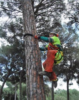 Un trabajador usa el nuevo equipo de seguridad para la poda de pino en altura