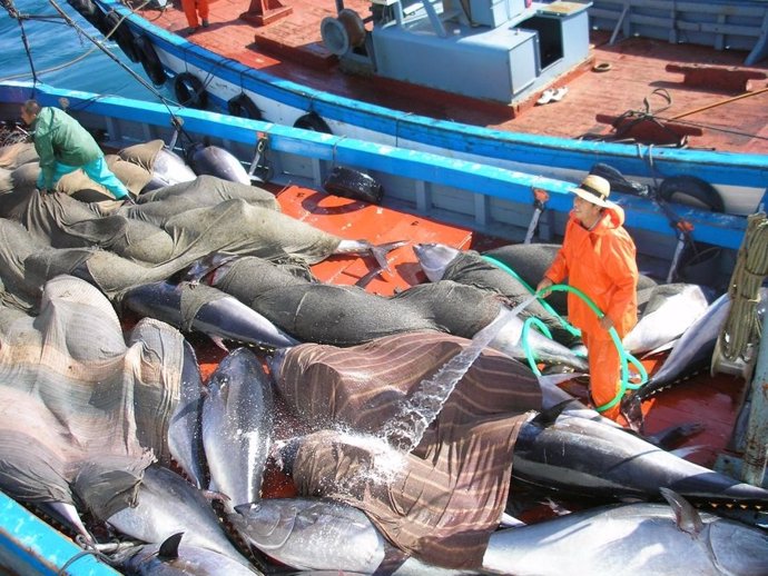 Varios ejemplares de atún rojo pescados